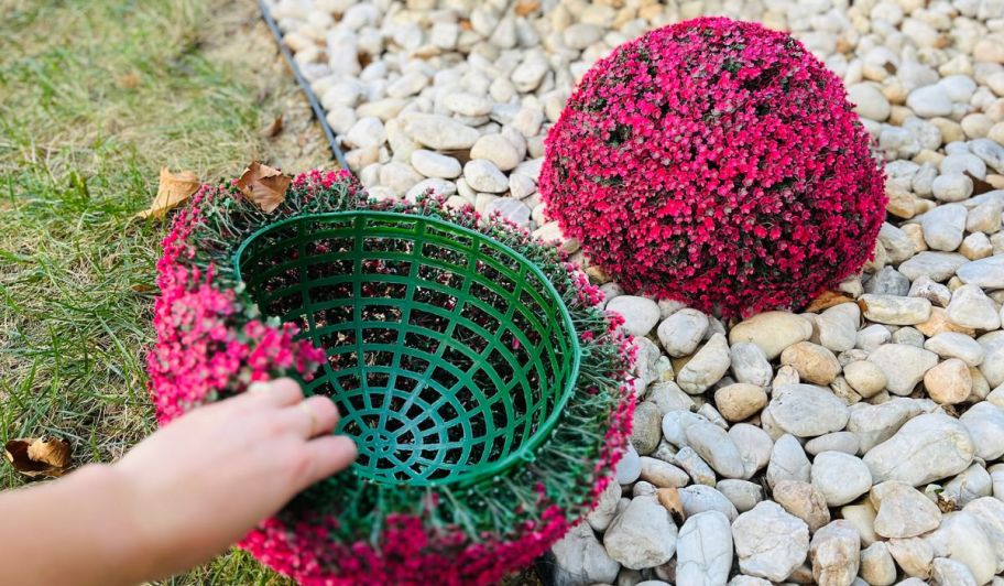 Hand holding open floral spheres next to the rocks