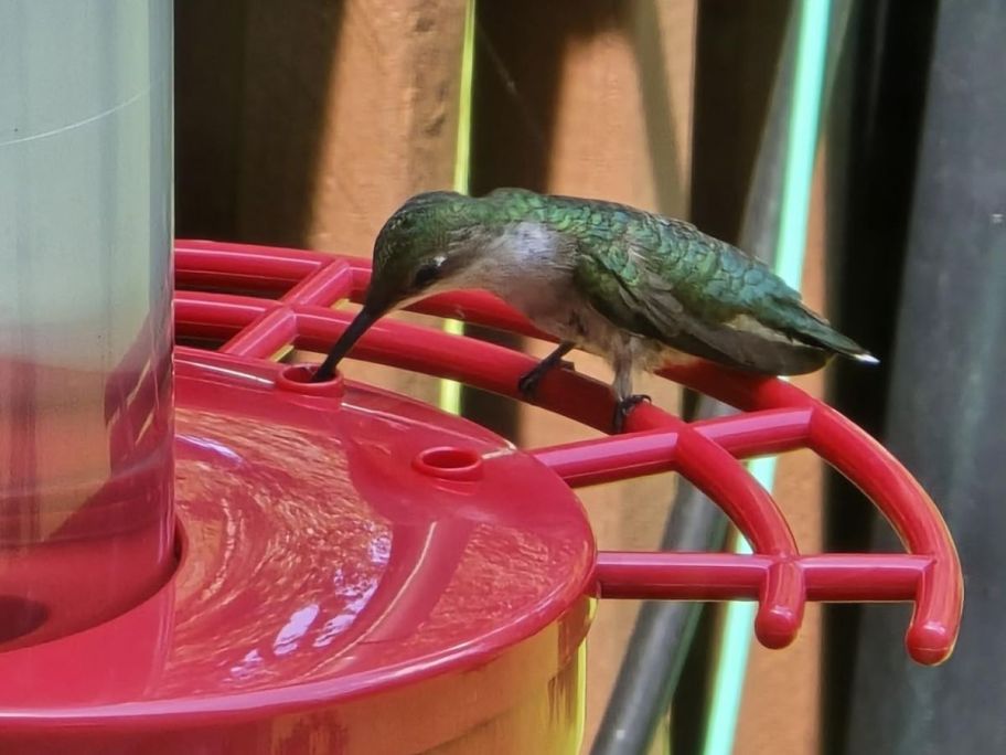 hummingbird eating from feeder