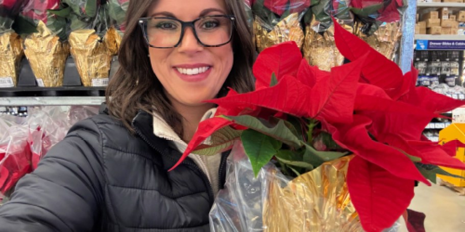 Potted 1-Quart Poinsettias JUST $1 at Lowe’s – Today Only!