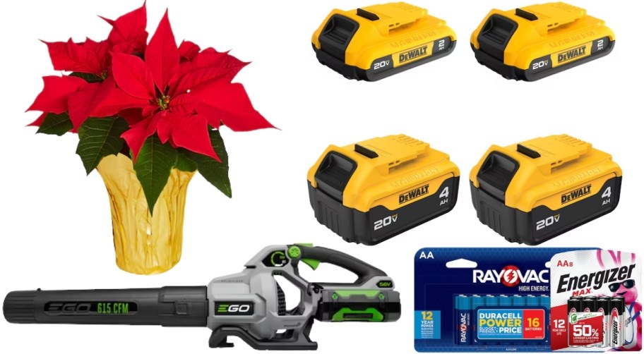 poinsettia, leaf blower batteries and rechargeable batteries for tools