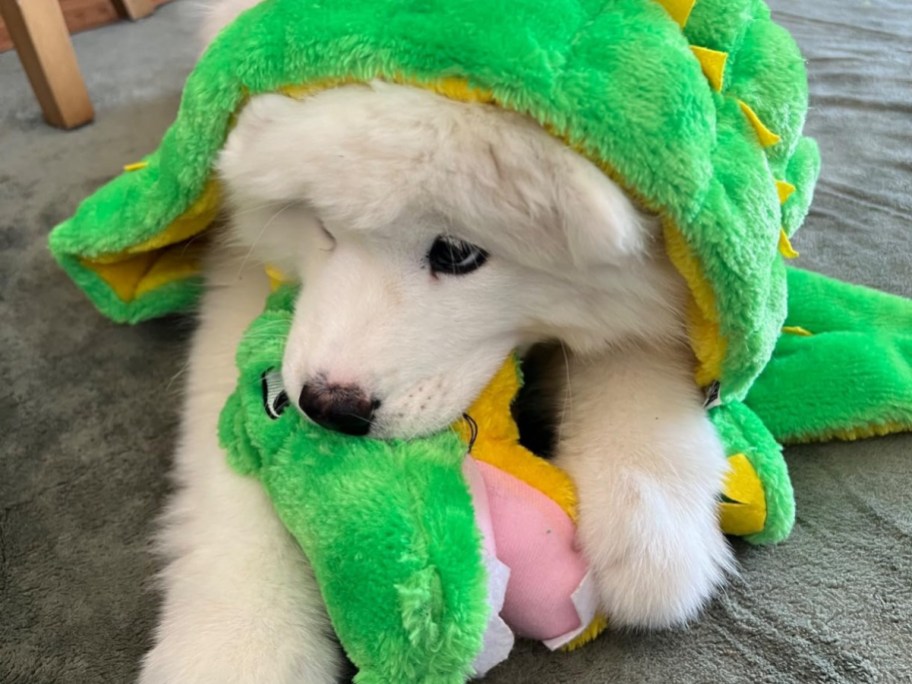 white dog playing with a stuffed gator toy
