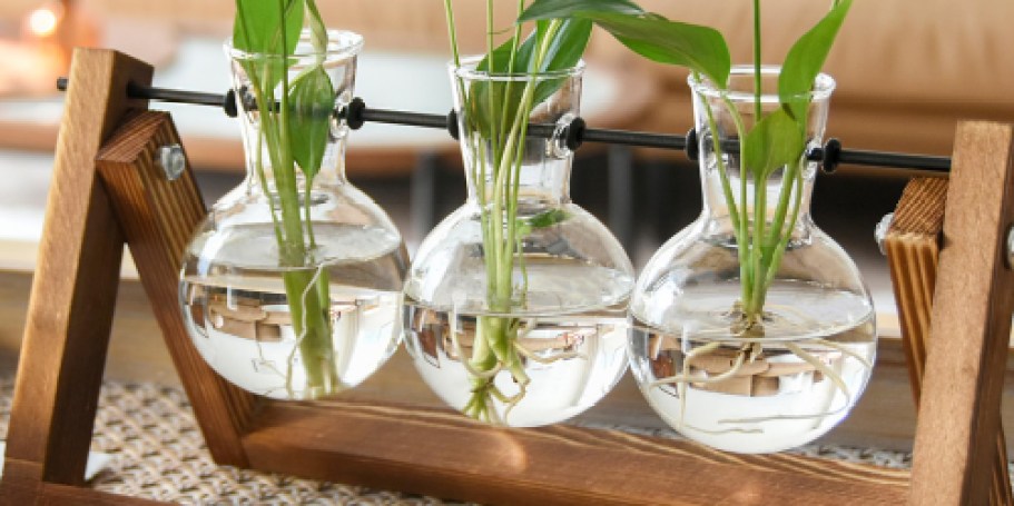 Plant Terrarium Only $9.87 on Amazon (Regularly $20)