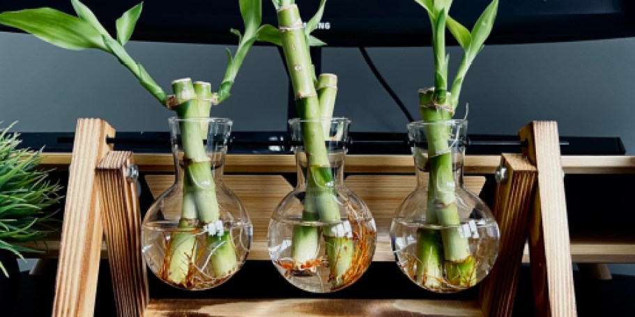 Plant Propagation Station Only $10.40 on Amazon (Reg. $20)