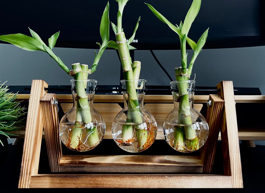 plants in a terrrarium
