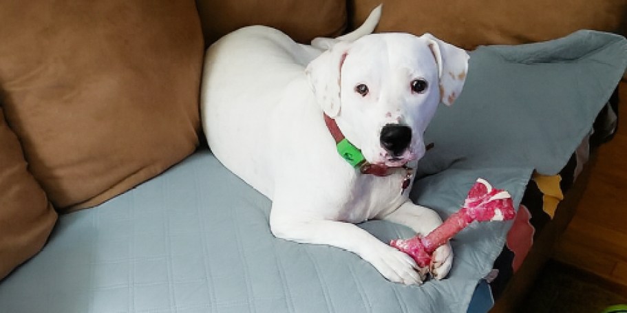 Waterproof Dog Blanket Only $5.98 Shipped for Amazon Prime Members (Reg. $11)