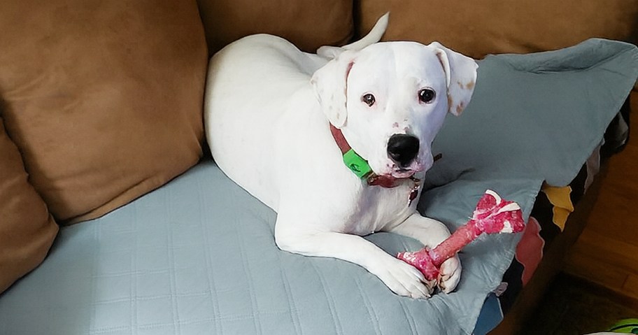 whit dog on a grey pet blanket on a sofa