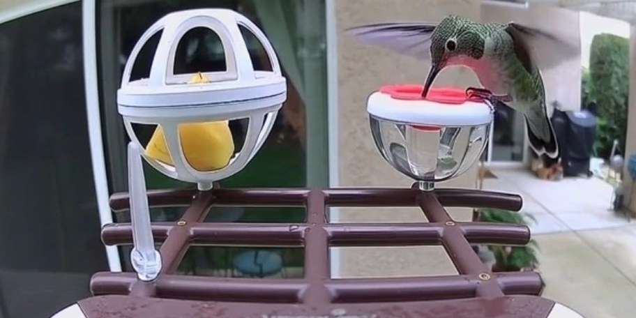 bird feeder with bird eating 