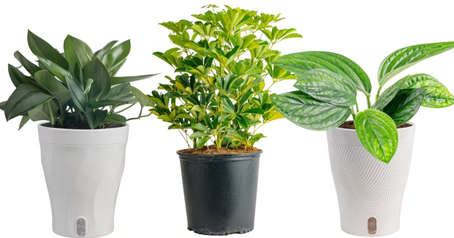 3 different house plants in pots