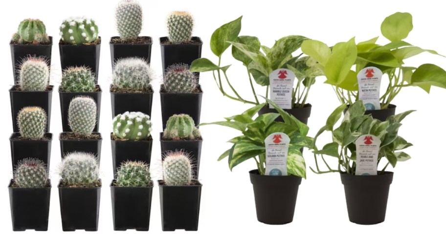 24 small cacti in pots and a set of 4 small house plants in pots