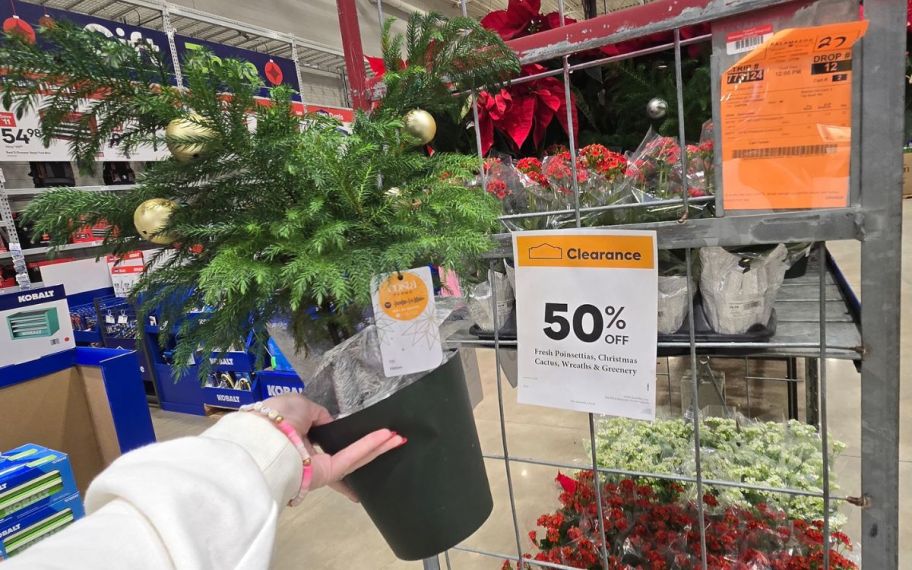 hand holding 50% off poinsettias, Christmas cactus, wreaths, and greenery