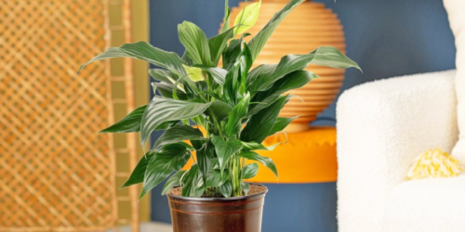 Up to 50% Off Costa Farms Plants on Lowes.com + Free Shipping