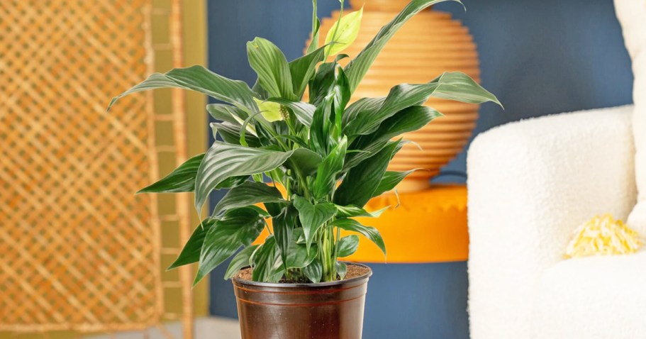 Up to 50% Off Costa Farms Plants on Lowes.com + Free Shipping