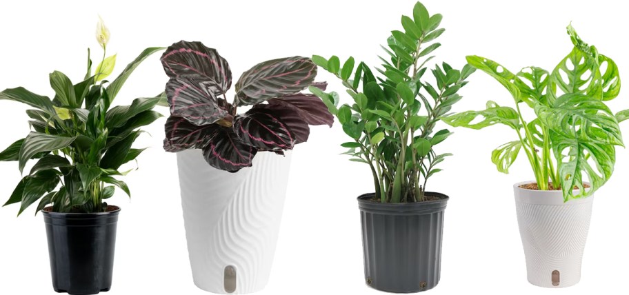 Four potted indoor plants in a row