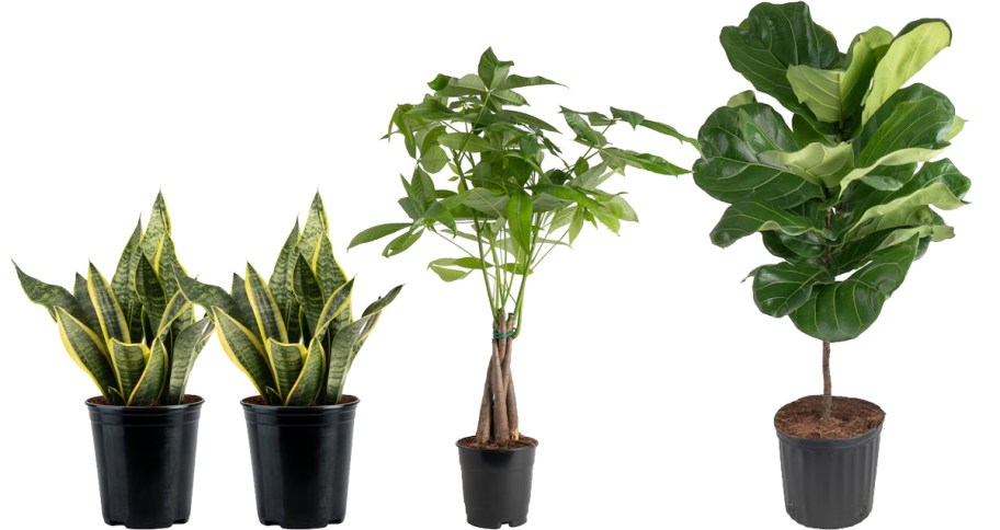 Four potted indoor plants in a row