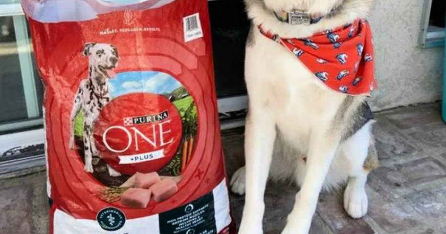 a dog sitting by a bag of Purina One Plus dog food