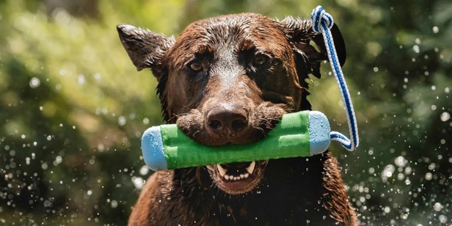 dog holding green toy 