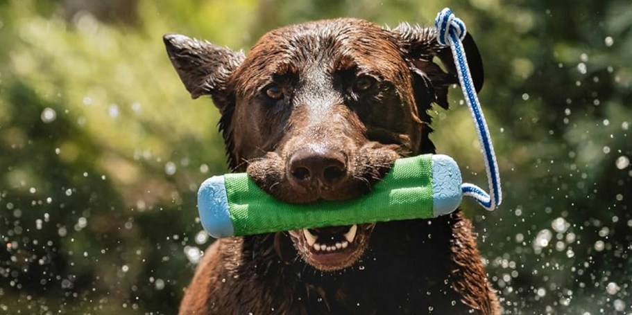 Highly-Rated ChuckIt Amphibious Fetch Stick Only $4.68 on Amazon (Reg. $15)