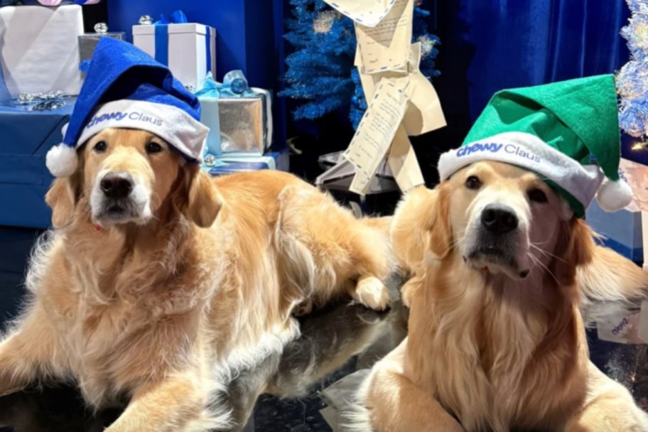 two dogs in santa hats