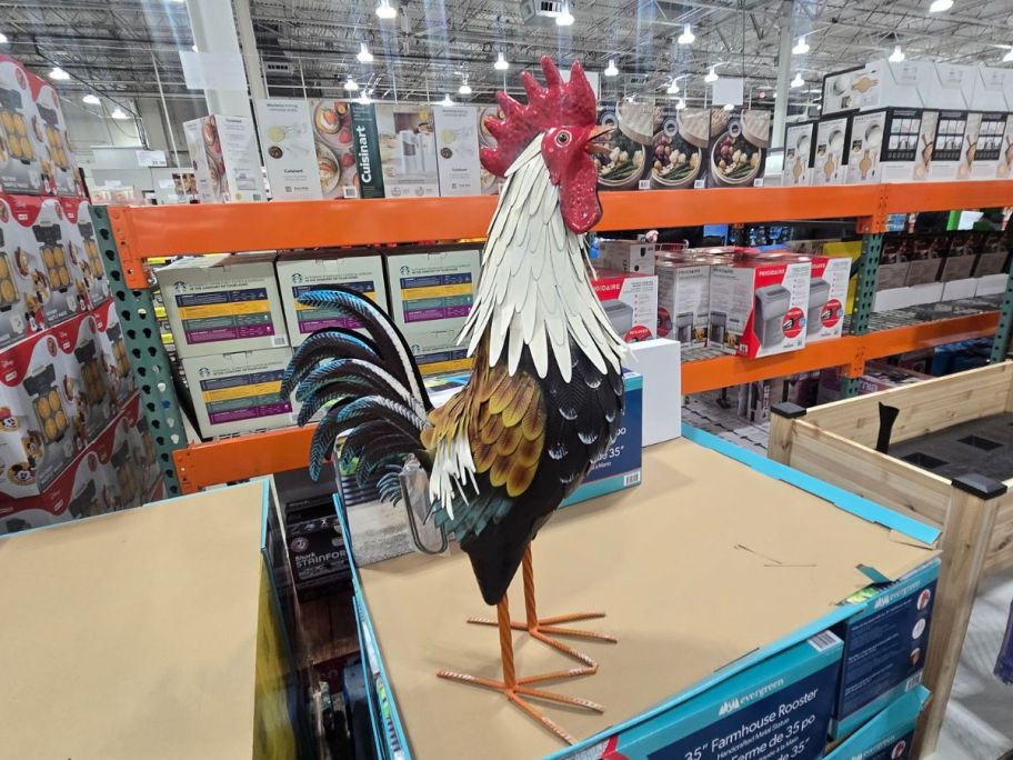 Metal Farmhouse Rooster in store