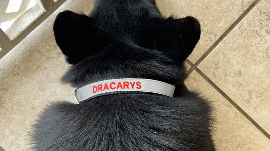 a black dog wearing a reflective dog collar