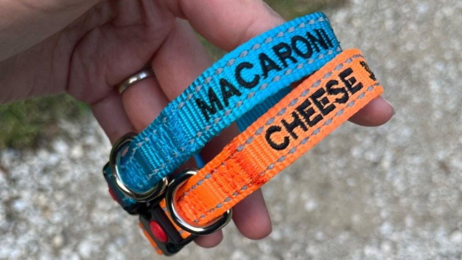 womans hand holding two customized pet collars