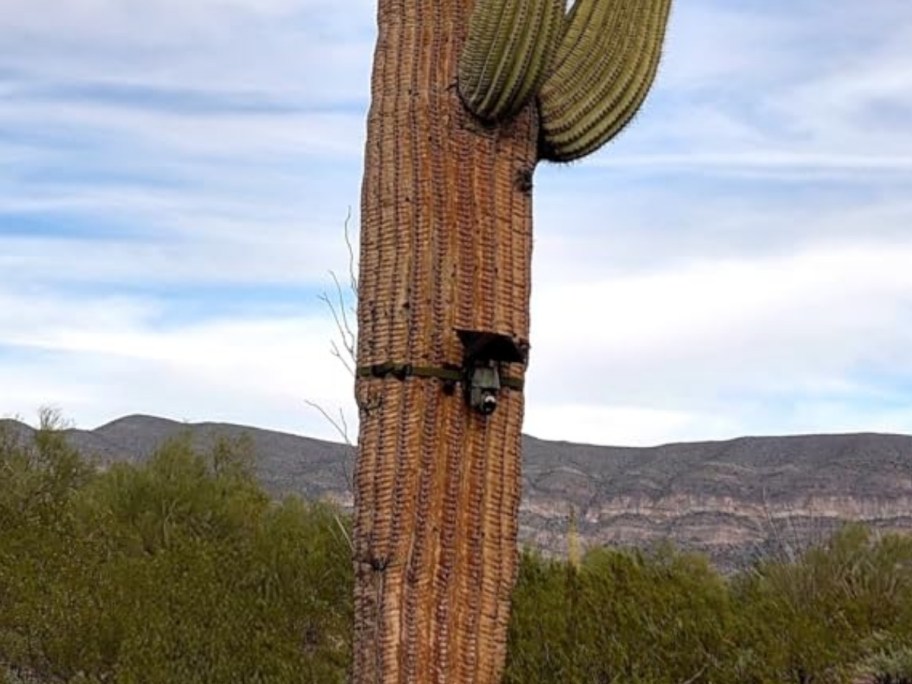 trail cam mounted on a cactus