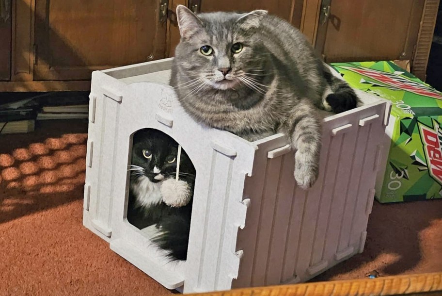 two cats inside and on top of a cat house