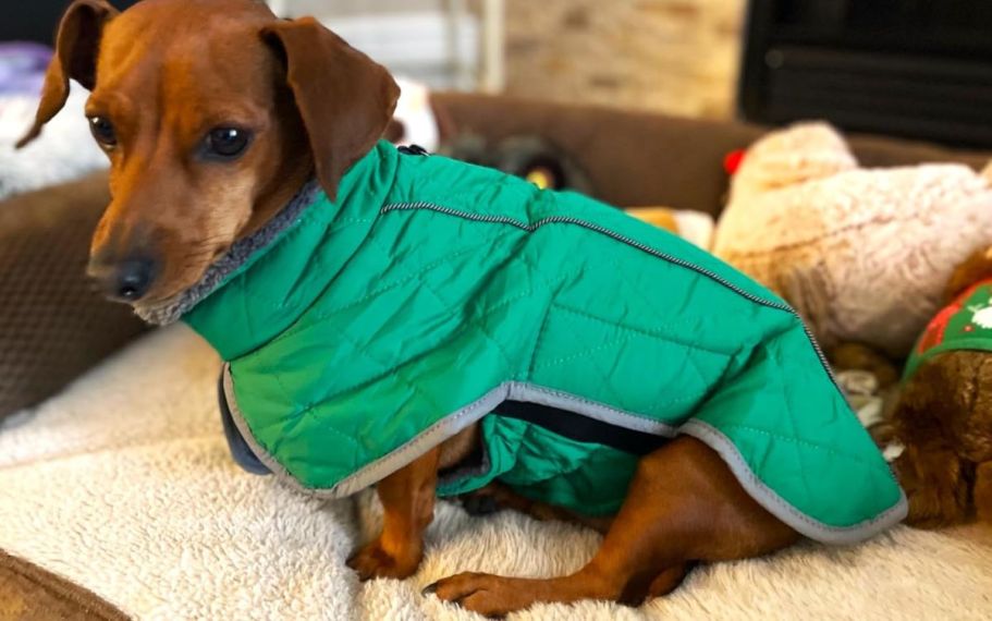 Water-Repellant Pet Coats from $13 on Amazon (Reg. $27)