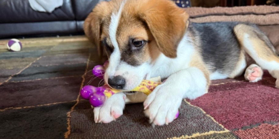 Bacon-Flavored Dog Chew Toy 3-Pack Just $7.99 Shipped for Prime Members (Reg. $23)