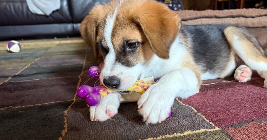 dog chewing on Frienhund bacon flavored dog chew toy laying on carpet
