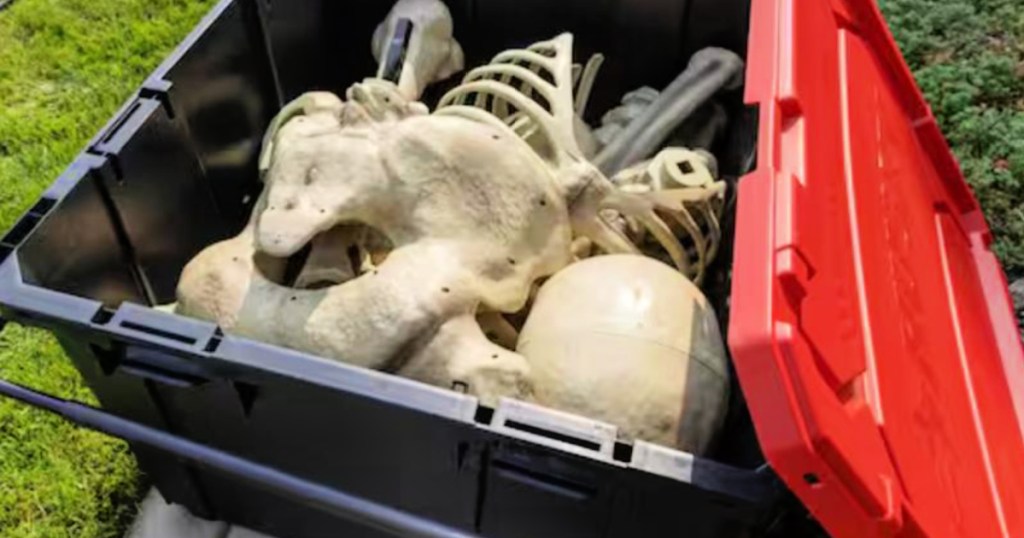 large tote filled with giant skeleton