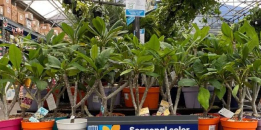 Lowe’s Daily Deals = Save on Outdoor Plants, Patio Furniture, & More!