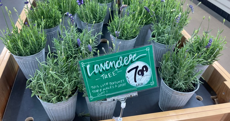 Trader Joe's Lavender Trees on display