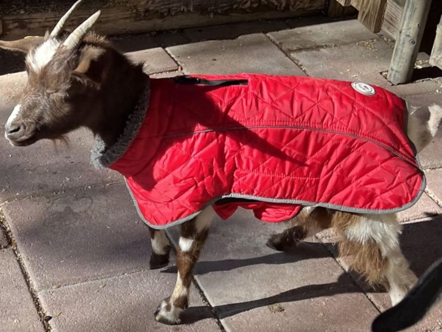 Goat wearing a red coat