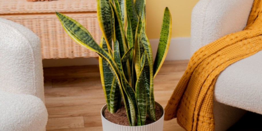 Lowe’s Daily Deals | Up to 45% Off Costa Farms Plants & More