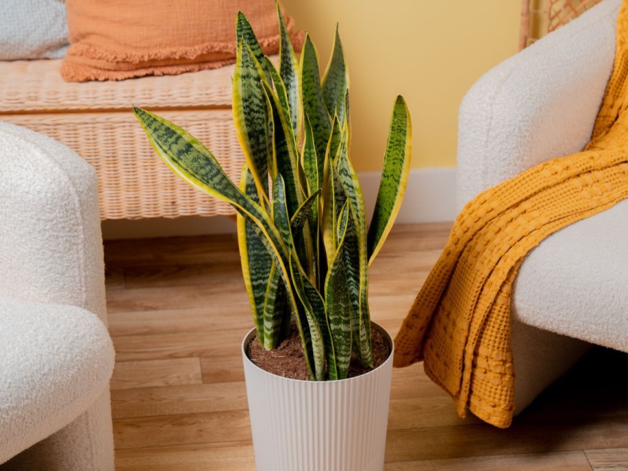 Lowe’s Daily Deals | Up to 45% Off Costa Farms Plants & More