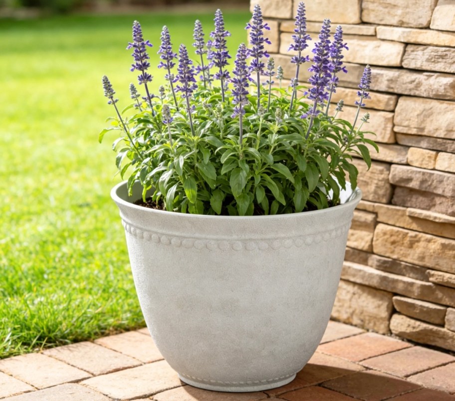 large white resin planter with lavender growing in it