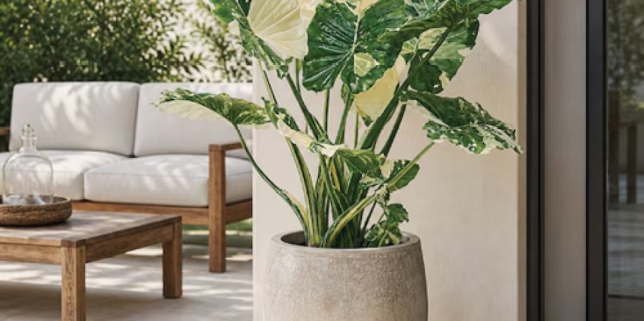 Variegated Alocasia Dawn House Plant Just $60 Shipped on Lowes.com (Today Only!)