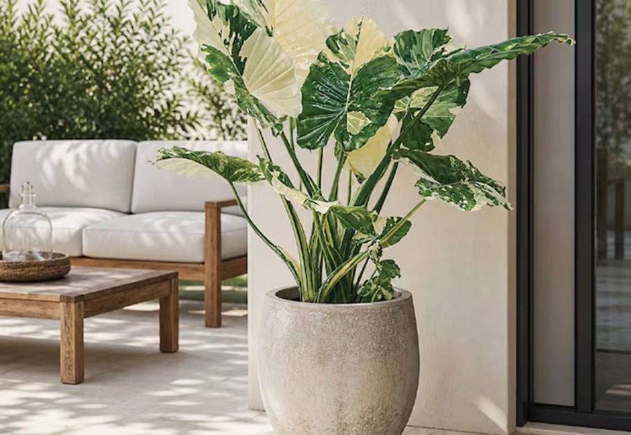 variegated alocasia plant in pot on porch 