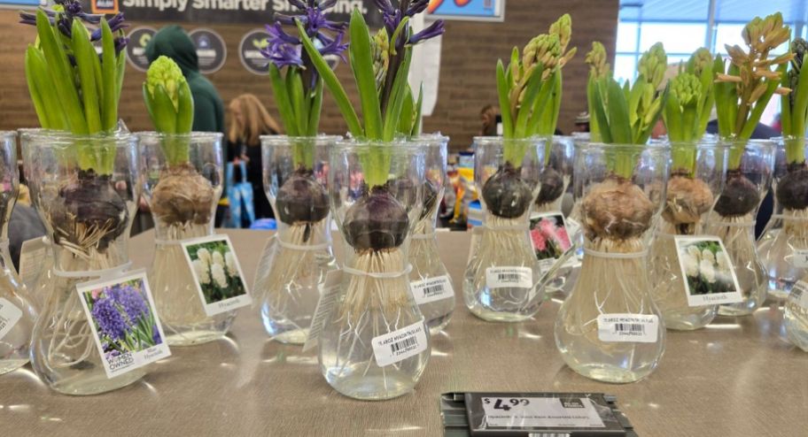 display of plants in water vases