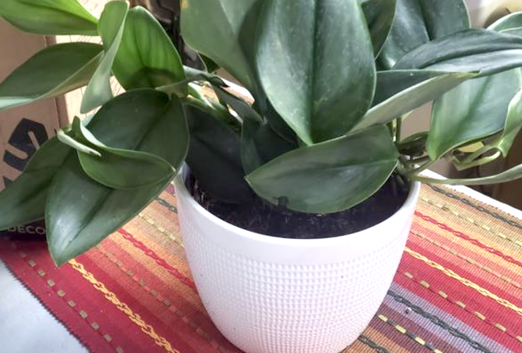 Today ONLY: Up to 55% Off Lowe’s Live Plants + Free Shipping