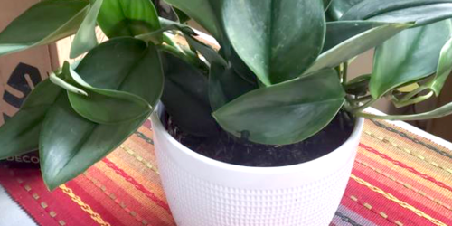 Today ONLY: Up to 55% Off Lowe’s Live Plants + Free Shipping