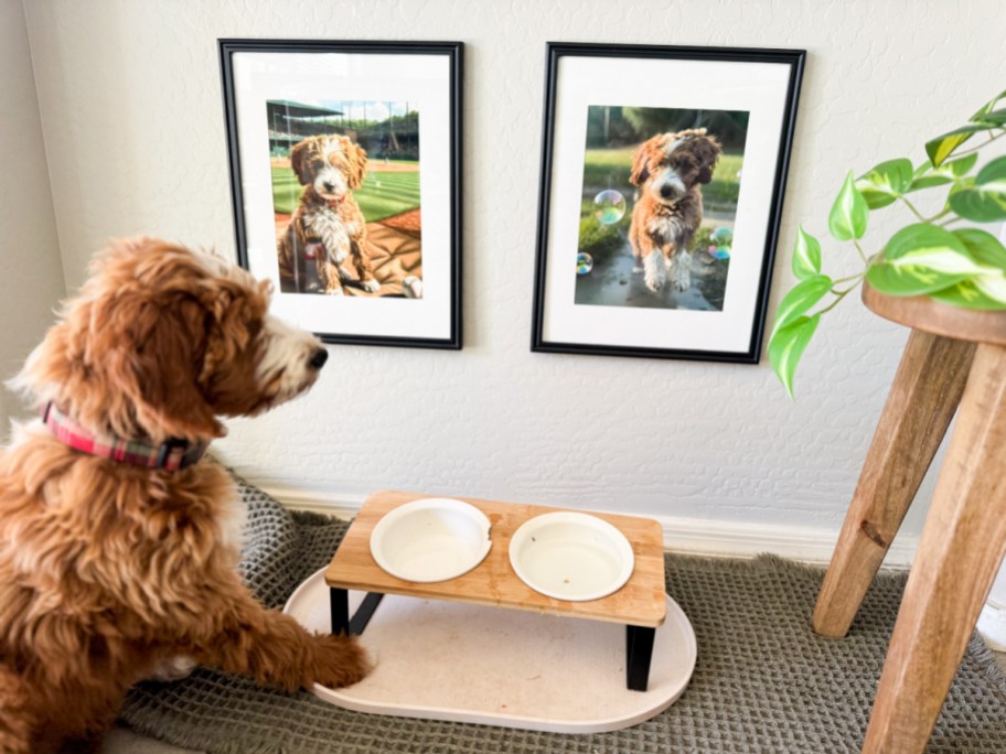 framed stylized pictures of a dog with the real dog sitting looking at them