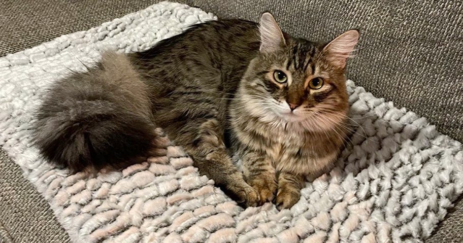 cat sitting on a self warming pet mat