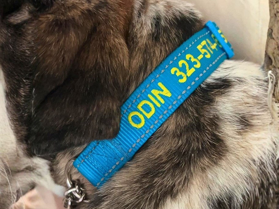 dog wearing an embroidered custom name dog collar