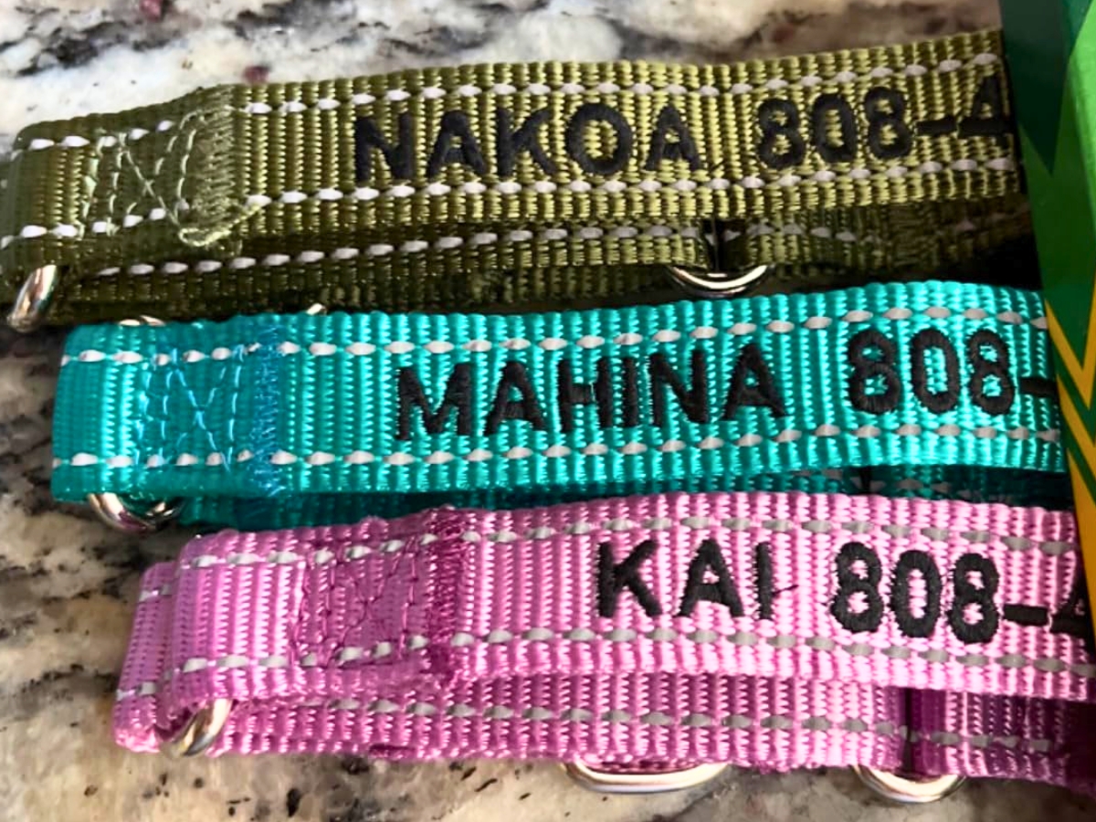 Personalized Dog Collars Only $6.99 on Amazon