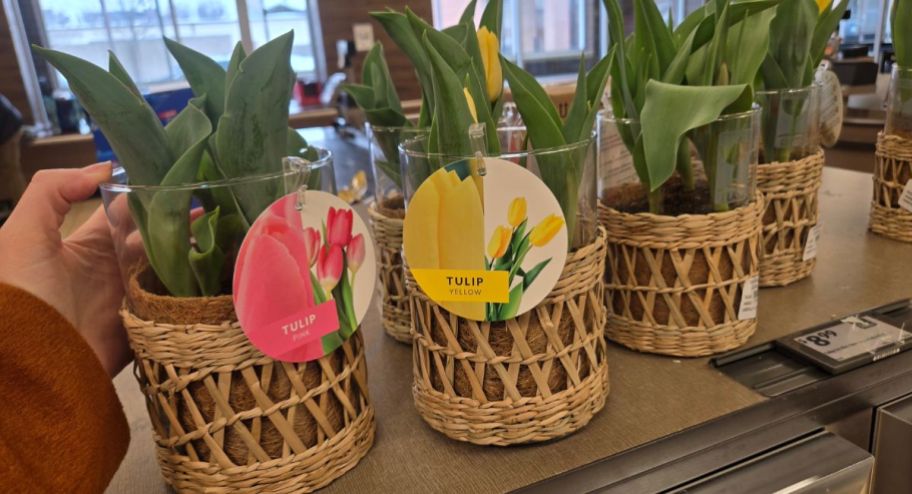 hand holding a tulips in different colors