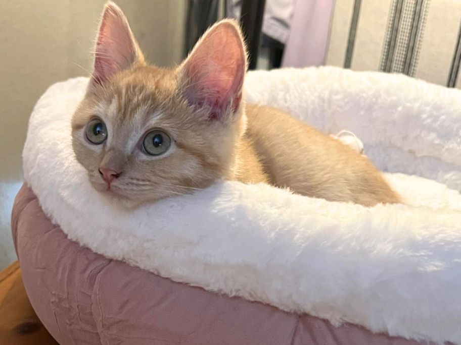 Kitten in a plush cat bed
