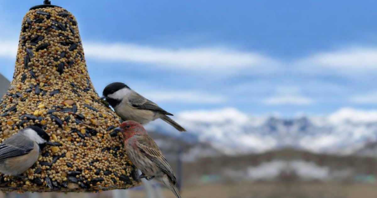 Kaytee Wild Bird Seed Bell Only $3.79 Shipped on Amazon (Reg. $13)