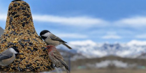 Kaytee Wild Bird Seed Bell Only $3.79 Shipped on Amazon (Reg. $13)